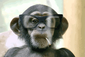 Moving-picture-Chimp-with-glasses-smoking-animated-gif.gif