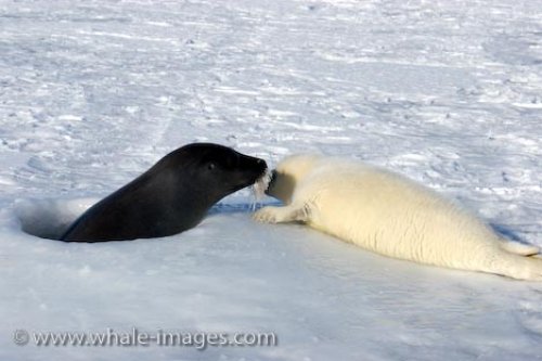 baby-harp-seal-mother-bonding-361.jpg