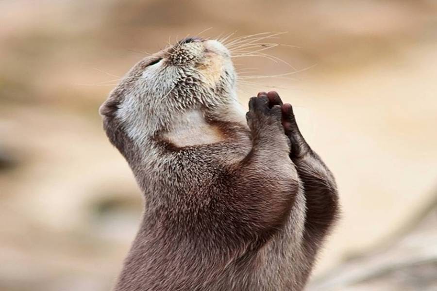 otter-praying.jpg