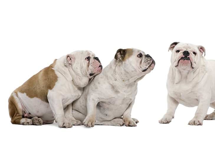 three-bulldogs.jpg