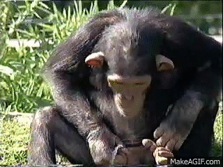 Crazy monkey drinking its own pee on Make a GIF