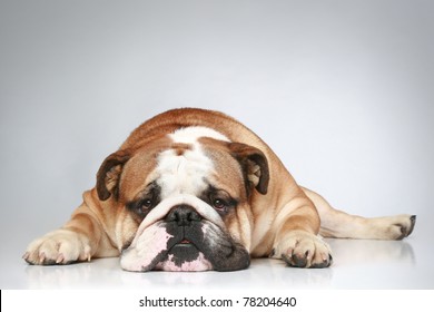 sad-english-bulldog-lying-on-260nw-78204640.jpg