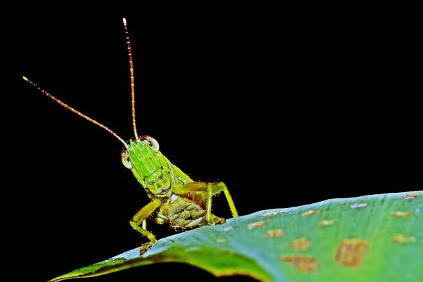 grasshopper on leaf - background template. - grasshopper stock pictures, royalty-free photos & images