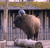 bison buffalo GIF by Planckendael