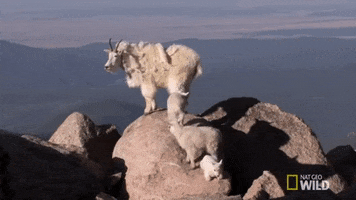 Mountain Goat GIF by Nat Geo Wild