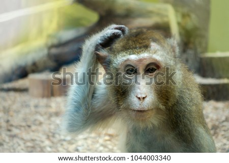 stock-photo-monkey-scratching-his-head-the-animal-began-to-think-1044003340.jpg