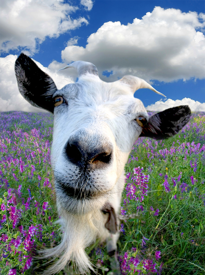 bigstock-Funny-Rural-billy-goat-on-the-27207773.j.jpg